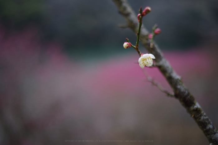 ペンタックス HD PENTAX-FA35mm F2 を使ってみました / 奈良 ペンタックス HD PENTAX-FA35mm F2 を使ってみました / 奈良